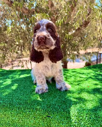 Cocker Spaniel Inglese