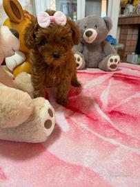 Barboncino (barbone) Toy Fulvo