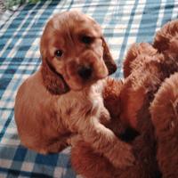 Cocker Spaniel Inglese
