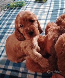 Cocker Spaniel Inglese