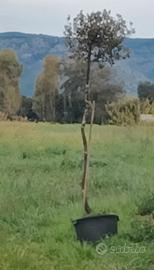 Quercia in vaso alta 2m