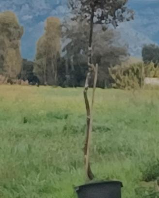 Quercia in vaso alta 2m