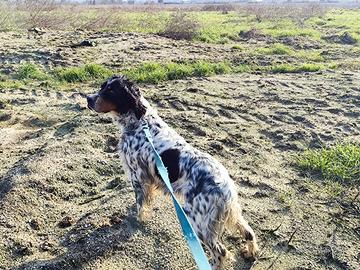 Setter inglese tricolore