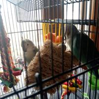 Coppia di inseparabili