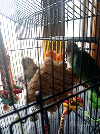 Coppia di inseparabili