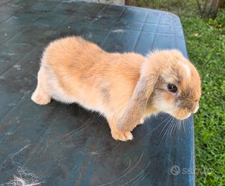 Cuccioli e femmine adulte di coniglio ariete nano