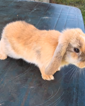 Cuccioli e femmine adulte di coniglio ariete nano