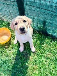 Cuccioli di Labrador Retriver di alta genealogia