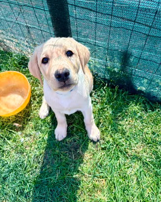 Cuccioli di Labrador Retriver di alta genealogia