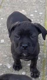 Cane corso
