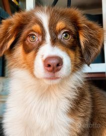 Femmina pedigree pastore australiano