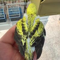 Ala nera portatore di faccia nera