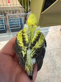 Ala nera portatore di faccia nera