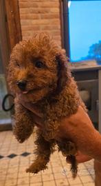 Cuccioli di barboncino con pedigree