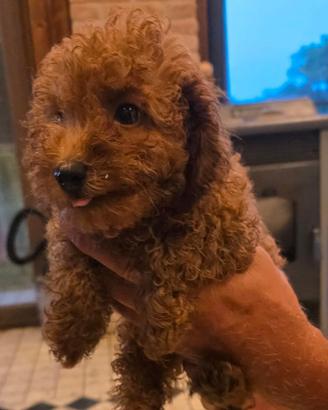 Cuccioli di barboncino con pedigree