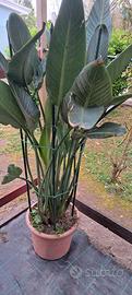 Pianta di Sterlizia Reginae.