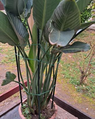 Pianta di Sterlizia Reginae.