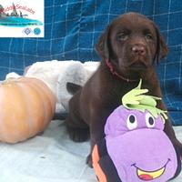 Cuccioli di labrador chocolate