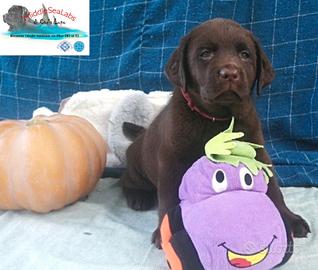 Cuccioli di labrador chocolate