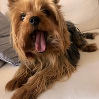 Yorkshire Terrier disponibile per Monta