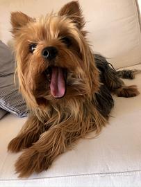 Yorkshire Terrier disponibile per Monta