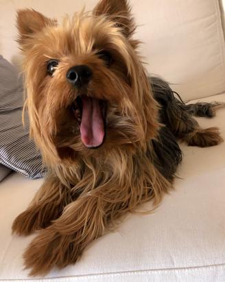 Yorkshire Terrier disponibile per Monta
