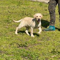 Cuccioli di Labrador