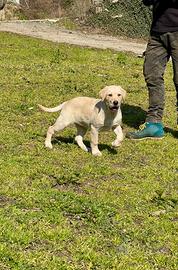 Cuccioli di Labrador