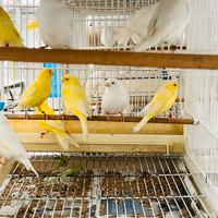 Canarini maschi e femmina riproduttori