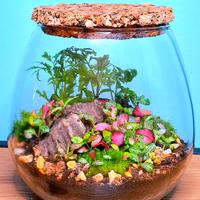 terrarium 