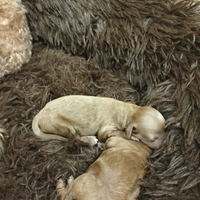 Cuccioli di barboncini nani