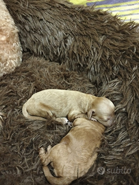 Cuccioli di barboncini nani