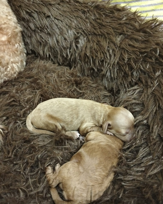 Cuccioli di barboncini nani