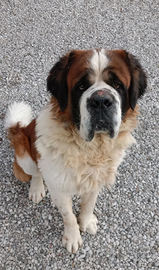 Cane San Bernardo