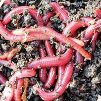 50 Lombrichi Rossi + Omaggio 0,5 KG Humus di Lombr