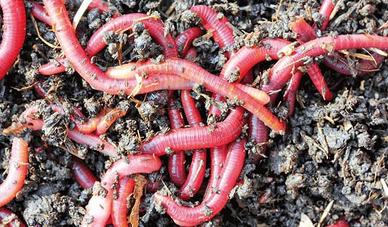 50 Lombrichi Rossi + Omaggio 0,5 KG Humus di Lombr