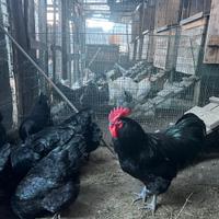 Galline australorp nere
