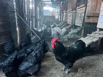 Galline australorp nere