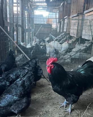 Galline australorp nere