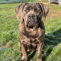 Cane corso con pedigree affido gratuito