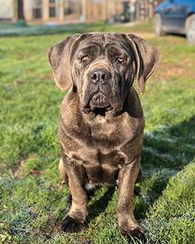 Cane corso con pedigree affido gratuito