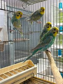 Coppie cocorite rainbow