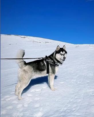 Siberian Husky per monta