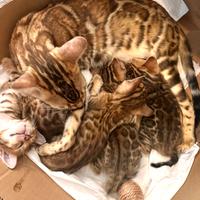 Splendidi cuccioli di Bengala