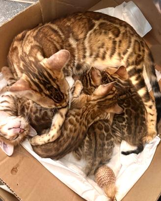 Splendidi cuccioli di Bengala