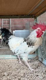 Gallo Sussex