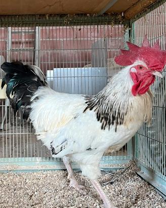 Gallo Sussex