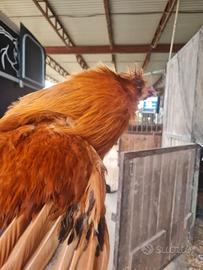 Gallo moroseta