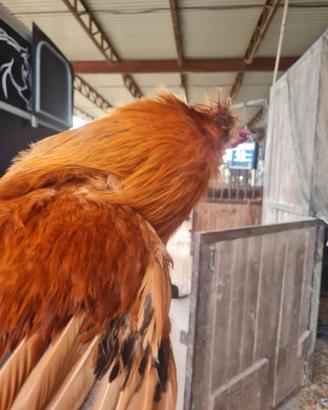 Gallo moroseta