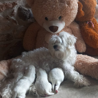 Cuccioli Maltipoo Toy